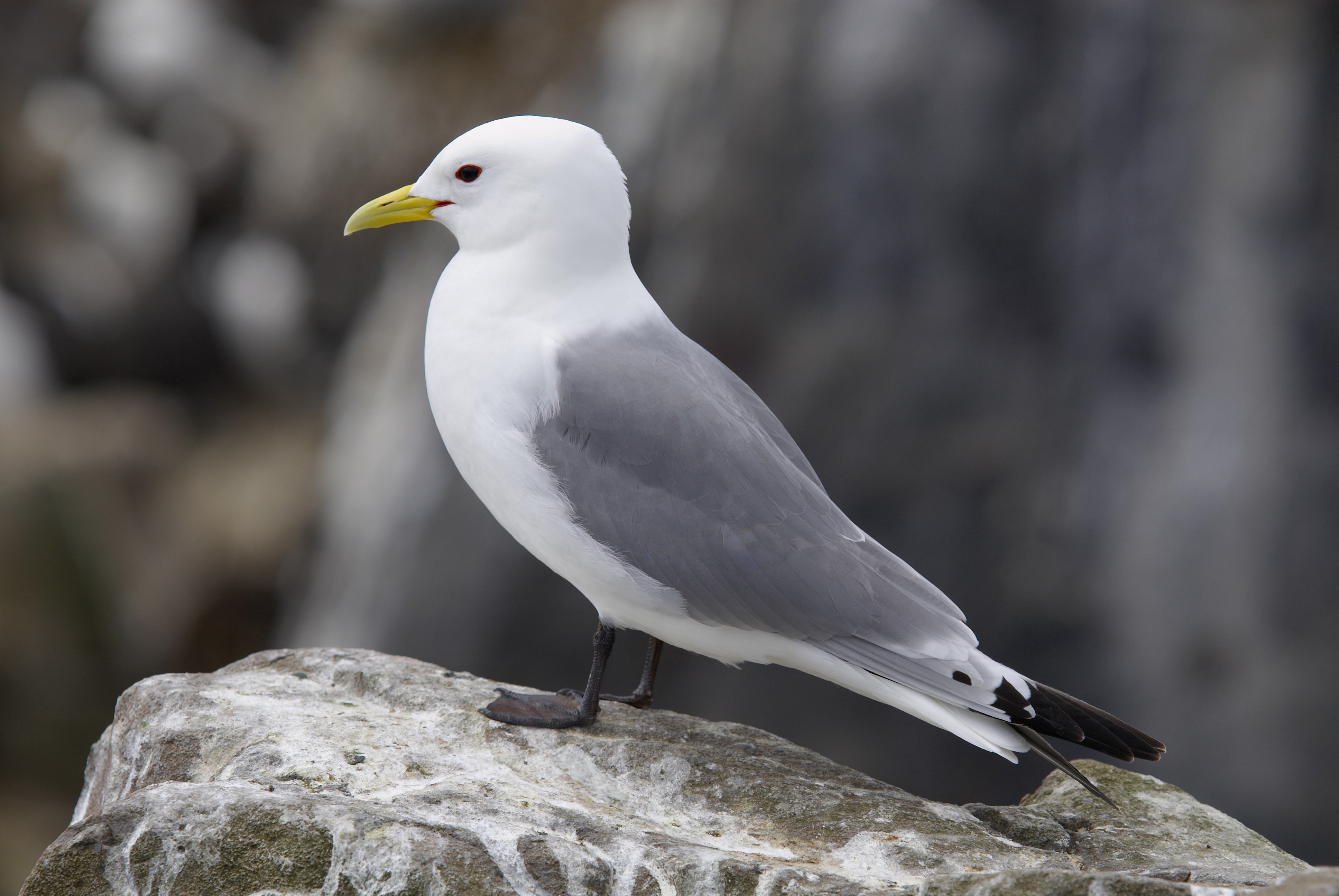 Mouette tridactyle et Capelan